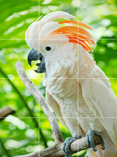 Moluccan cockatoo parrot wild - moluccan,