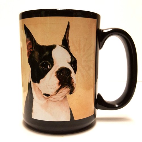 Boston terrier faithful - boston,
