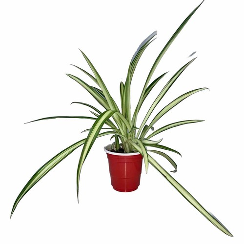 Set live spider plant - of,