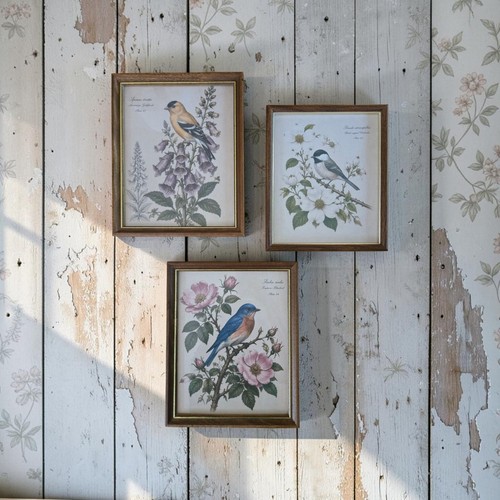 Vintage framed bird - vintage,