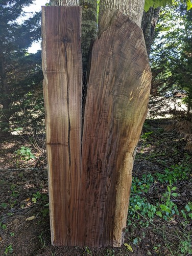 Black walnut slab - walnut,