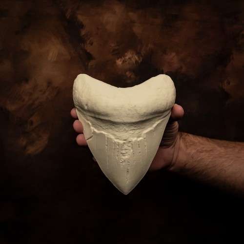 Megalodon tooth world - tooth,