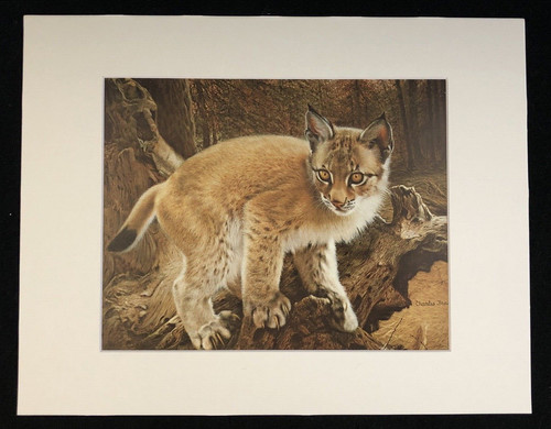 Charles frace siberian lynx - charles,