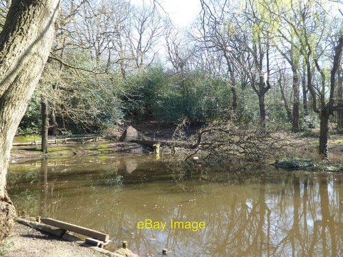 Photo 6x4 fallen tree pine - 6x4,