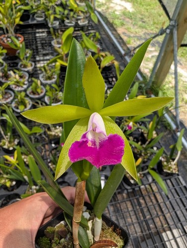 Easy care cattleya orchid - cattleya,
