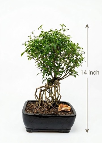 Live serissa japonica bonsai - live,