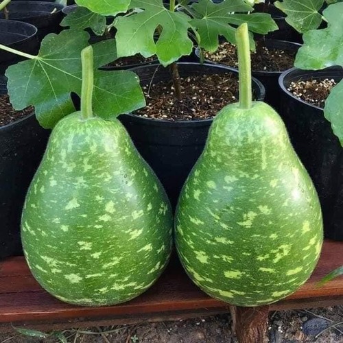 Hạt giống bầu sao tron - hạt,