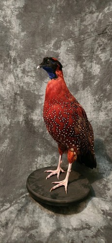 Satyr tragopan pheasant - satyr,
