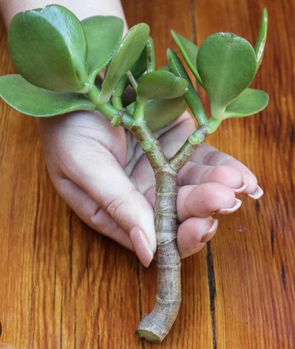 Thick cutting jade plant - jade,