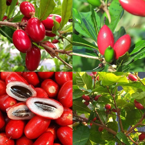 Tropical miracle berry - 35+tropical,