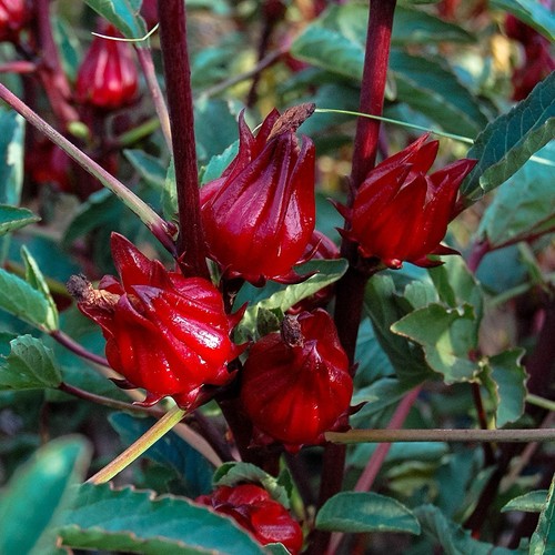 Roselle red sorrel jamaica - roselle,red, sorrel,jamaica