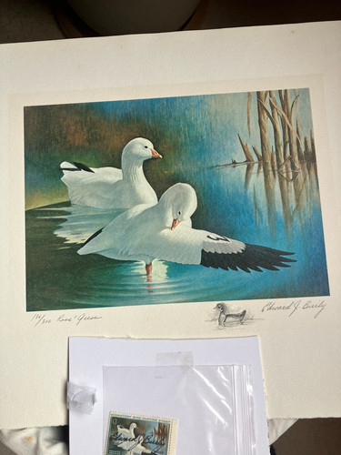 Rw37 federal duck stamp - duck,