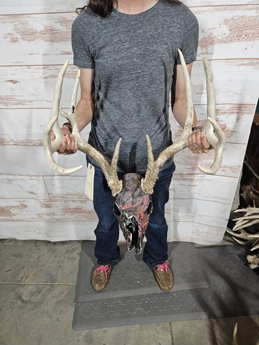 Wild point whitetail deer - wild,