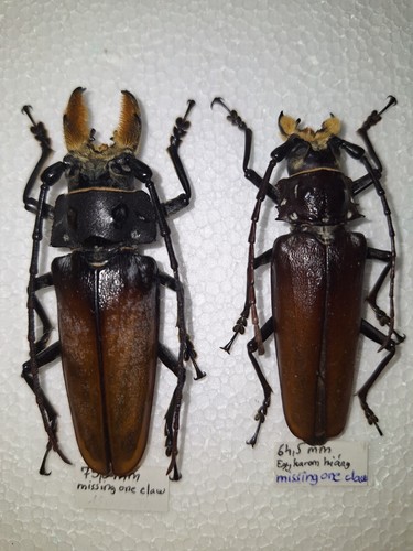 Callipogon barbatus pair - ,