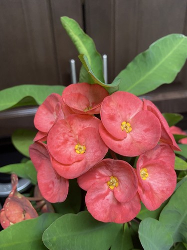 Coral pink crown thorn - of,