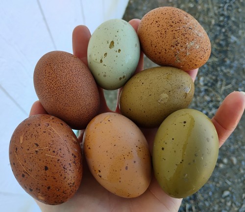 Fertilized rainbow hatching - fertilized,