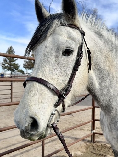 Tory flat english bridle - flat,