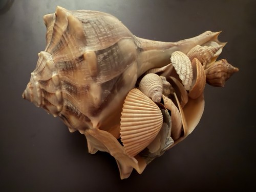 Whelk lightning shell - whelk,