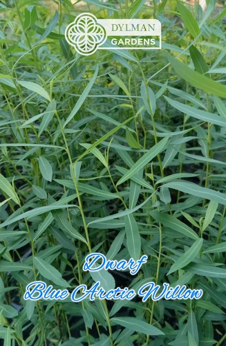 Dwarf blue arctic - dwarf,