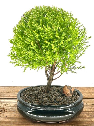 Lemon cypress bonsai - bonsai,