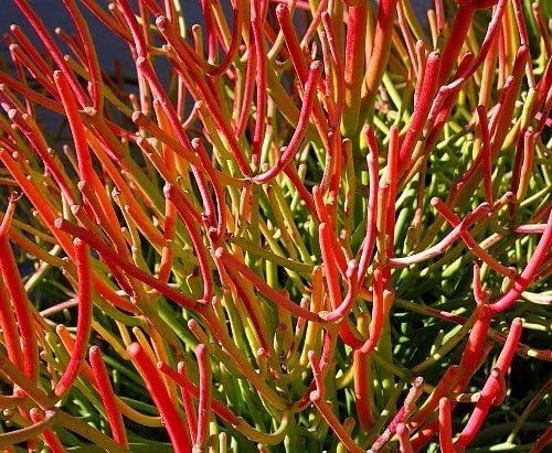 Fire stick euphorbia - euphorbia, exotic