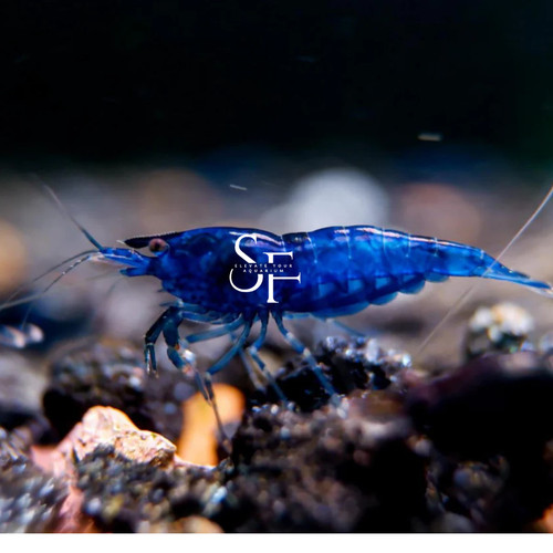 Aquatic blue dream - aquatic,
