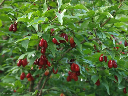 Cornelian cherry dogwood - cornelian,
