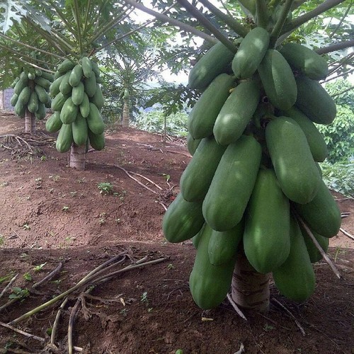 Seeds calina true - seeds,