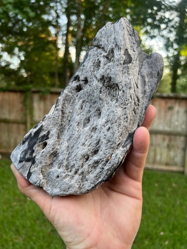 Texas petrified wood - wood, 8"