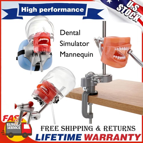 Dental simulator mannequin - dental,