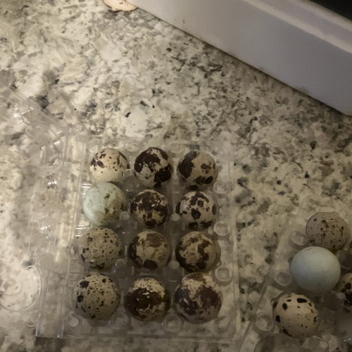 Quail mixed fertilized - quail,