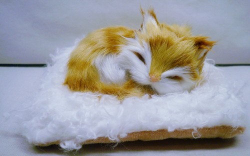 Miniature orange and - white, cat