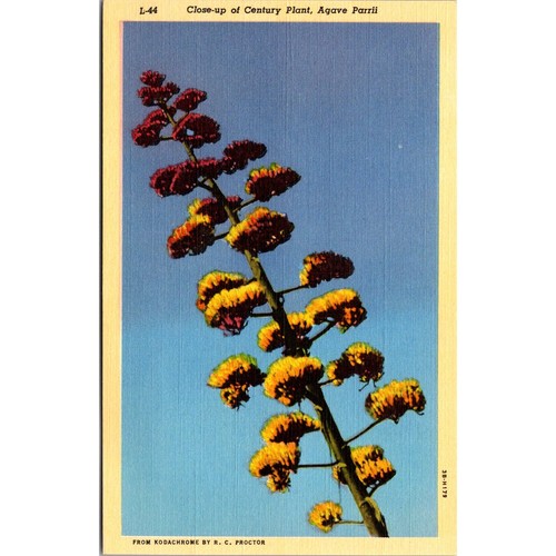 Century plant agave - parrii, of