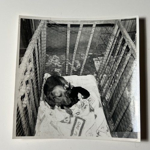 1950s dachshund momma - 1950s,