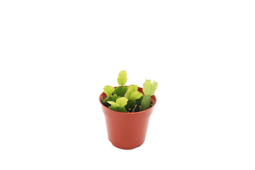 Red christmas cactus - red,