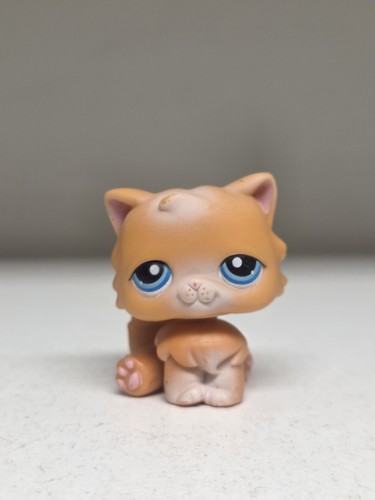 Persian cat 153 authentic - cat,