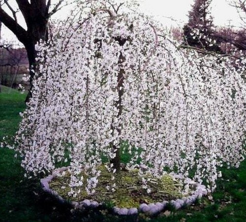 Weeping cherry trees 6 - 2, 6-12"