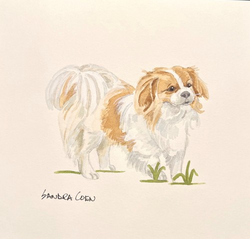 Tibetan spaniel original - tibetan,
