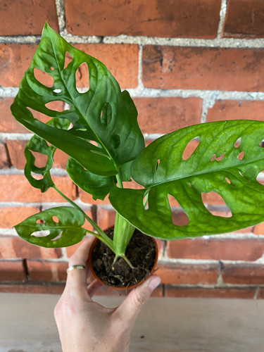 Monstera adansonii swiss - adansonii, 'swiss