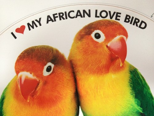 Fischer lovebird - fischer's,
