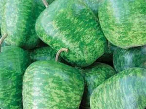 Gourd seed large apple - large,