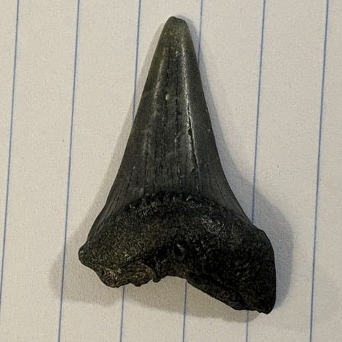 Mako fossil shark tooth - shark,