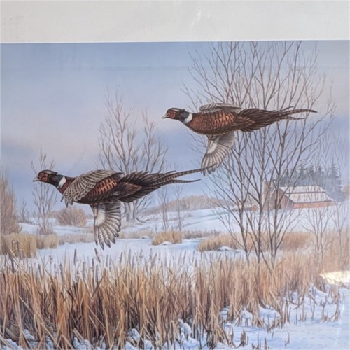 Wetland ringnecks limited - wetland,