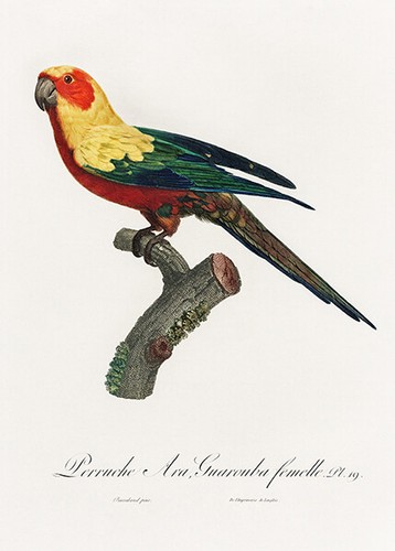 Sun parakeet aratinga - sun,
