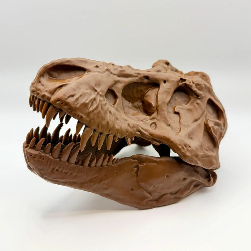 Rex skull replica amnh - skull,
