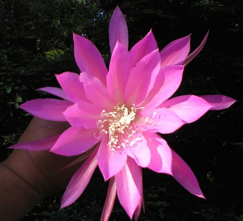 Epiphyllum orchid cactus - orchid, "