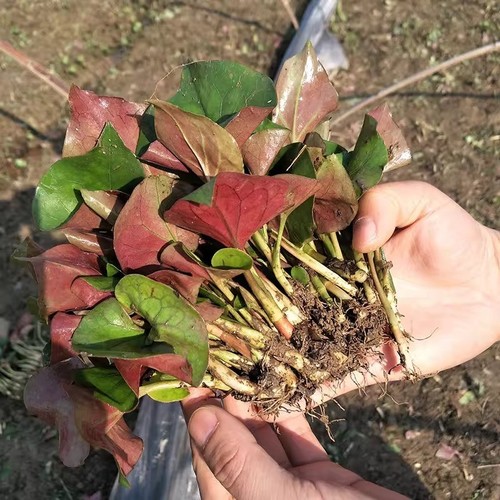 Fish mint houttuynia - houttuynia, cordata