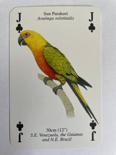Sun parakeet heritage world - heritage,