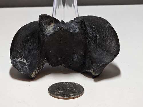 Fossil dolphin whale - dolphin,