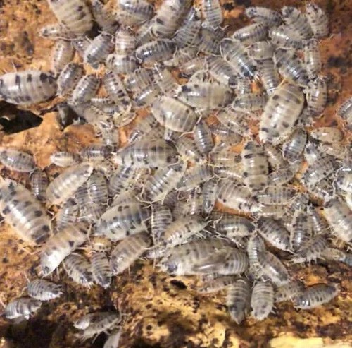 Dairy cow isopods fast - isopods,